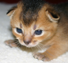 kitten